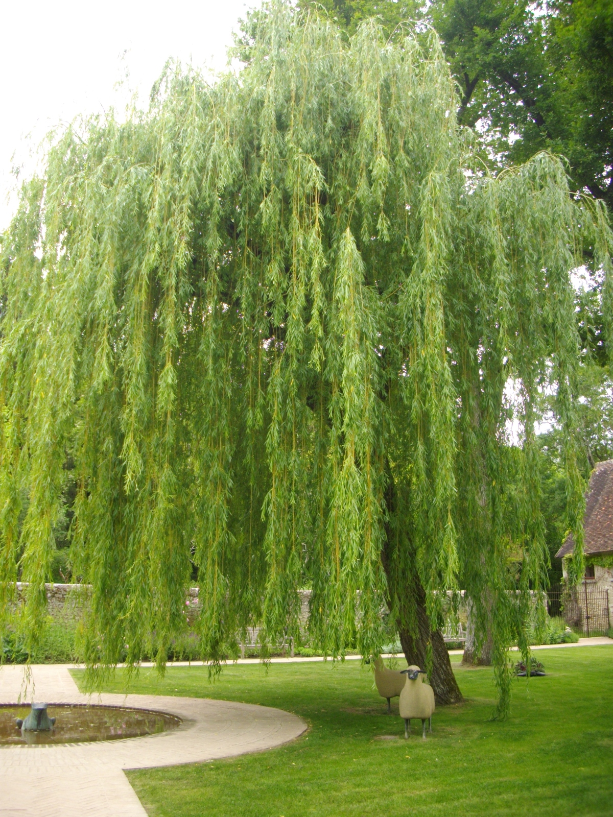 Poetry Blog: ‘Willow’