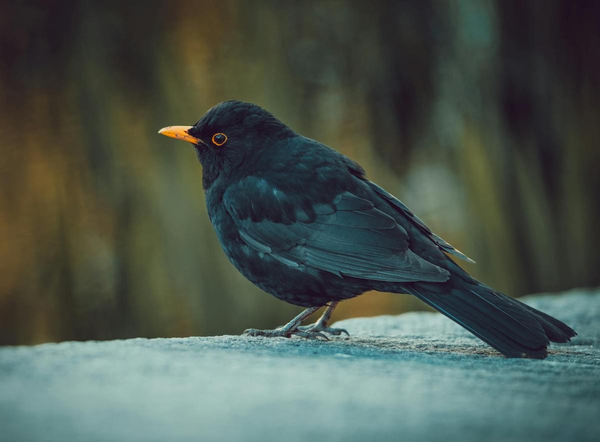 Poetry Blog: Blackbirds